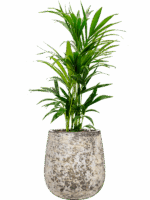 Kentia Howea Forsteriana In Baq Atlas D 25 H 112 cm - PlantenShop24 - 19-05-2025