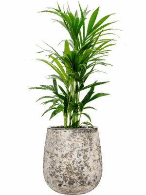 Kentia Howea Forsteriana In Baq Atlas D 25 H 112 cm - PlantenShop24 - 19-05-2025