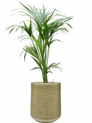 Kentia Howea Forsteriana In Baq Dune D 19 H 128 cm - PlantenShop24 - 14-05-2025