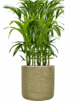 Kentia Howea Forsteriana In Baq Dune D 21 H 122 cm - PlantenShop24 - 05-06-2025