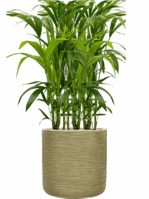 Kentia Howea Forsteriana In Baq Dune D 21 H 122 cm - PlantenShop24 - 05-05-2025