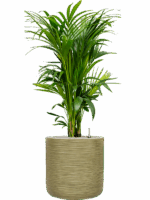 Kentia Howea Forsteriana In Baq Dune D 27 H 137 cm - PlantenShop24 - 18-06-2025