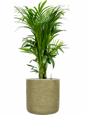 Kentia Howea Forsteriana In Baq Dune D 27 H 137 cm - PlantenShop24 - 05-05-2025