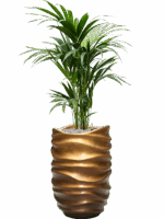 Kentia Howea Forsteriana In Baq Gradient Lee D 19 H 142 cm - PlantenShop24 - 14-05-2025