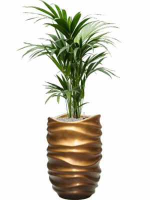 Kentia Howea Forsteriana In Baq Gradient Lee D 19 H 142 cm - PlantenShop24 - 14-05-2025