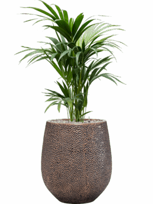 Kentia Howea Forsteriana In Baq Opus Hit D 19 H 127 cm - PlantenShop24 - 14-05-2025
