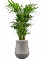 Kentia Howea Forsteriana In Baq Polystone Coated Plain D 22 H 174 cm - PlantenShop24 - 02-06-2025