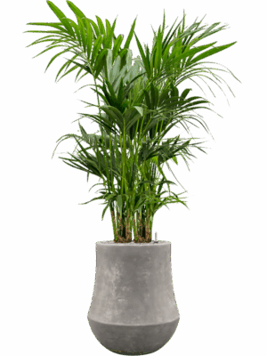 Kentia Howea Forsteriana In Baq Polystone Coated Plain D 22 H 174 cm - PlantenShop24 - 02-06-2025