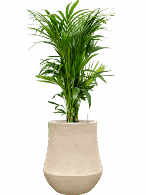 Kentia Howea Forsteriana In Baq Polystone Coated Plain D 27 H 150 cm - PlantenShop24 - 12-05-2025