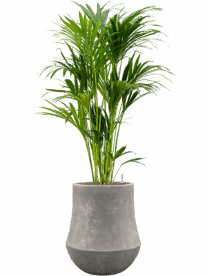 Kentia Howea Forsteriana In Baq Polystone Coated Plain D 28 H 167 cm - PlantenShop24 - 26-05-2025