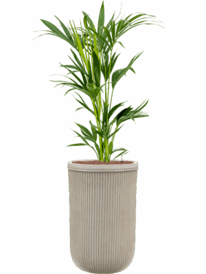 Kentia Howea Forsteriana In Baq Vertical Rib D 18 H 138 cm - PlantenShop24 - 15-05-2025
