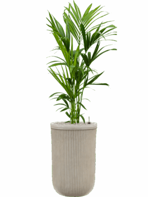 Kentia Howea Forsteriana In Baq Vertical Rib D 21 H 155 cm - PlantenShop24 - 15-05-2025
