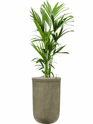 Kentia Howea Forsteriana In Baq Vertical Rib D 21 H 155 cm - PlantenShop24 - 15-05-2025