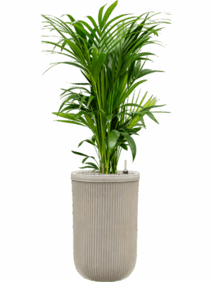 Kentia Howea Forsteriana In Baq Vertical Rib D 27 H 149 cm - PlantenShop24 - 15-05-2025