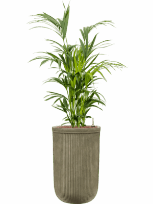 Kentia Howea Forsteriana In Baq Vertical Rib D 28 H 147 cm - PlantenShop24 - 15-05-2025