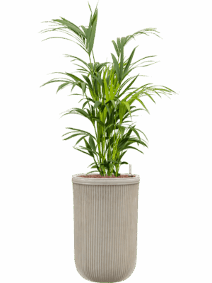 Kentia Howea Forsteriana In Baq Vertical Rib D 28 H 147 cm - PlantenShop24 - 15-05-2025