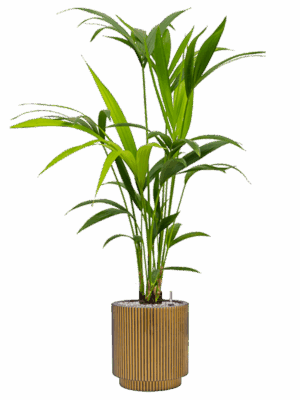 Kentia Howea Forsteriana In Capi Nature Groove D 17 H 103 cm - PlantenShop24 - 08-05-2025