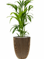 Kentia Howea Forsteriana In Capi Nature Groove NL D 21 H 124 cm - PlantenShop24 - 14-05-2025