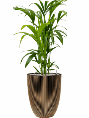 Kentia Howea Forsteriana In Capi Nature Groove NL D 21 H 124 cm - PlantenShop24 - 01-05-2025