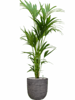 Kentia Howea Forsteriana In Capi Nature Rib NL D 24 H 149 cm - PlantenShop24 - 22-05-2025