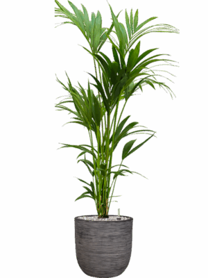 Kentia Howea Forsteriana In Capi Nature Rib NL D 24 H 149 cm - PlantenShop24 - 22-05-2025