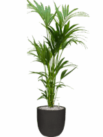 Kentia Howea Forsteriana In Capi Urban Smooth NL D 24 H 147 cm - PlantenShop24 - 16-05-2025