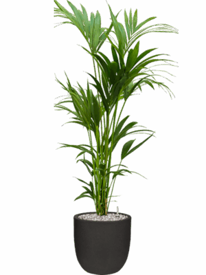 Kentia Howea Forsteriana In Capi Urban Smooth NL D 24 H 147 cm - PlantenShop24 - 15-05-2025