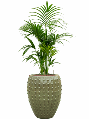 Kentia Howea Forsteriana In Laos D 25 H 146 cm - PlantenShop24 - 27-05-2025