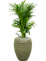 Kentia Howea Forsteriana In Laos D 27 H 147 cm - PlantenShop24 - 27-05-2025