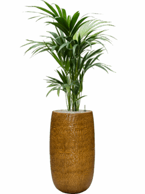 Kentia Howea Forsteriana In Marly D 19 H 148 cm - PlantenShop24 - 14-05-2025