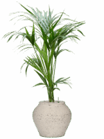 Kentia Howea Forsteriana In Mediterranean D 19 H 117 cm - PlantenShop24 - 14-05-2025