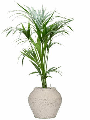 Kentia Howea Forsteriana In Mediterranean D 19 H 117 cm - PlantenShop24 - 14-05-2025