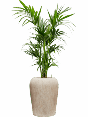 Kentia Howea Forsteriana In Mineral D 22 H 178 cm - PlantenShop24 - 22-05-2025
