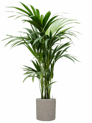 Kentia Howea Forsteriana In Rough D 19 H 129 cm - PlantenShop24 - 14-05-2025