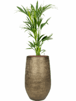 Kentia Howea Forsteriana In Ryan D 18 H 150 cm - PlantenShop24 - 11-05-2025