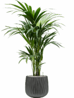 Kentia Howea Forsteriana In Wave D 19 H 112 cm - PlantenShop24 - 14-05-2025