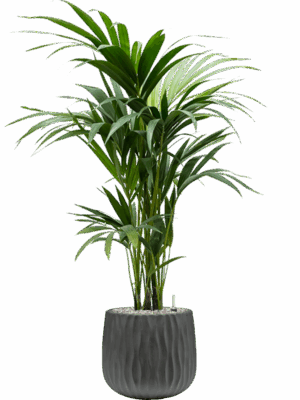 Kentia Howea Forsteriana In Wave D 19 H 112 cm - PlantenShop24 - 14-05-2025