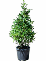 Laurus Nobilis D 25 H 90 cm - PlantenShop24 - 19-05-2025