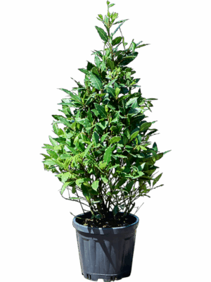 Laurus Nobilis D 25 H 90 cm - PlantenShop24 - 19-05-2025