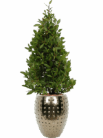 Laurus Nobilis In Laos D 25 H 168 cm - PlantenShop24 - 20-05-2025