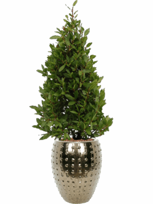 Laurus Nobilis In Laos D 25 H 168 cm - PlantenShop24 - 20-05-2025