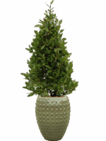 Laurus Nobilis In Laos D 25 H 168 cm - PlantenShop24 - 27-05-2025