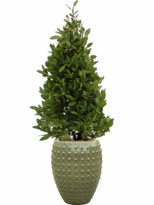 Laurus Nobilis In Laos D 25 H 168 cm - PlantenShop24 - 27-05-2025