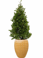 Laurus Nobilis In Laos D 25 H 169 cm - PlantenShop24 - 20-05-2025
