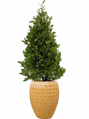 Laurus Nobilis In Laos D 25 H 169 cm - PlantenShop24 - 20-05-2025