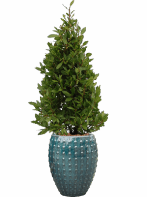 Laurus Nobilis In Laos D 25 H 169 cm - PlantenShop24 - 20-05-2025