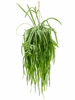 Lepismium Bolivianum D 21 H 60 cm - PlantenShop24 - 06-05-2025