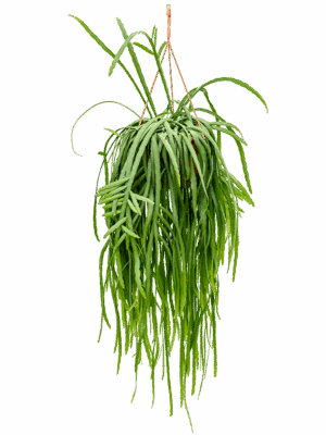 Lepismium Bolivianum D 21 H 60 cm - PlantenShop24 - 06-05-2025
