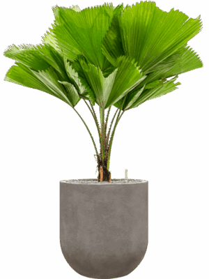 Licuala Grandis In Baq Nucast D 30 H 139 cm - PlantenShop24 - 11-05-2025