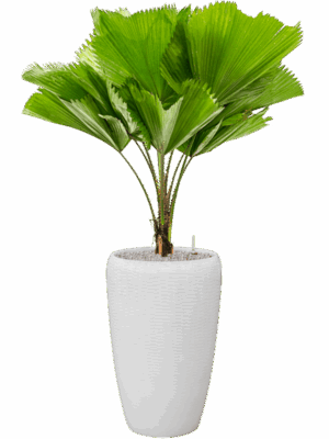 Licuala Grandis In Baq Vogue Amfi D 30 H 154 cm - PlantenShop24 - 11-05-2025